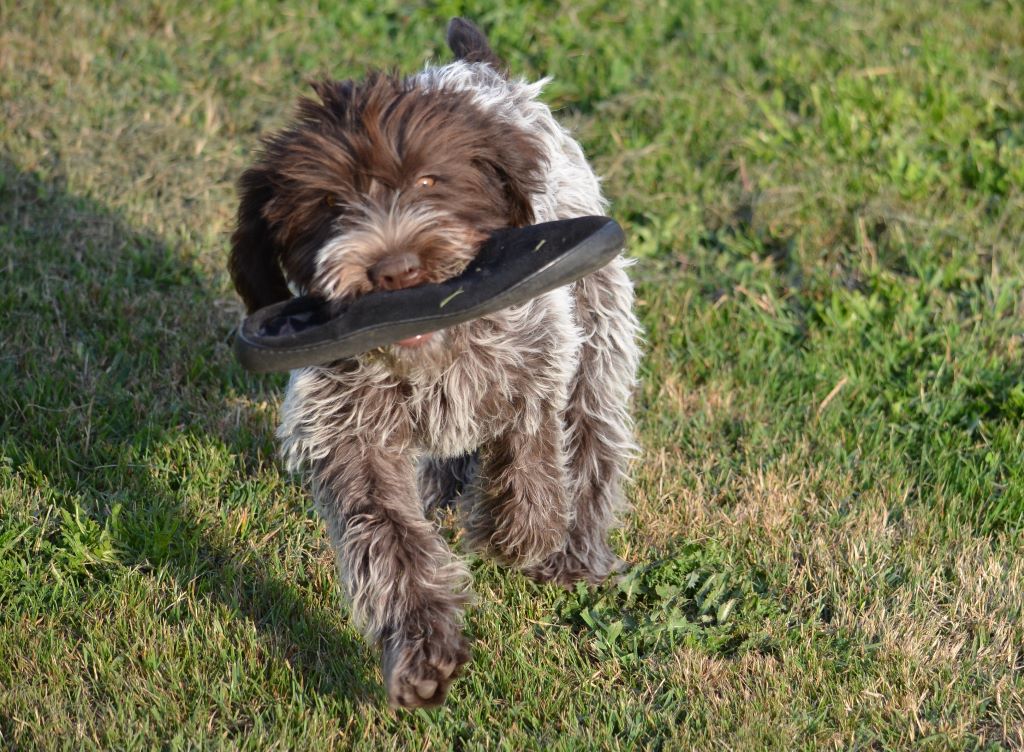 chiot Griffon d'arrêt à poil dur Korthals de la Bardelierre