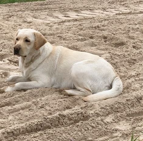 Les Labrador Retriever de l'affixe de la Bardelierre