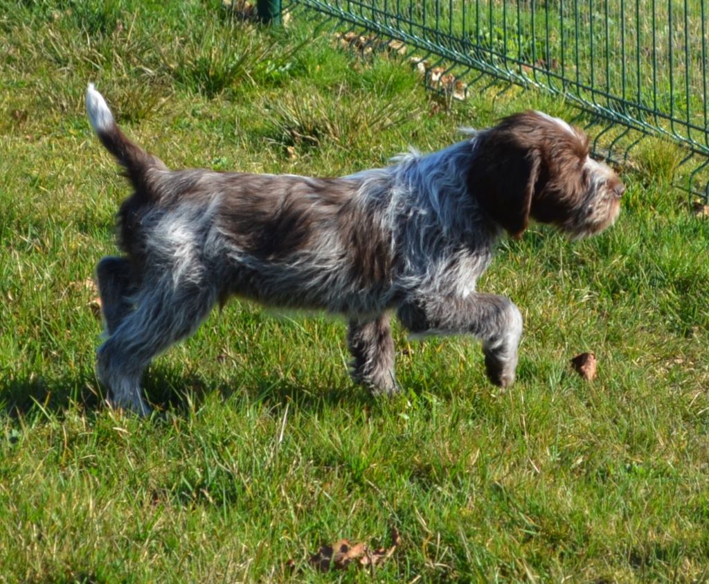 chiot Griffon d'arrêt à poil dur Korthals de la Bardelierre