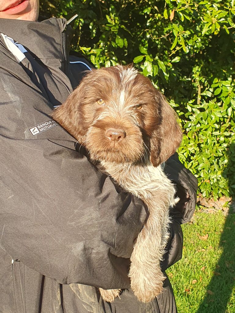 de la Bardelierre - Chiot disponible  - Griffon d'arrêt à poil dur Korthals