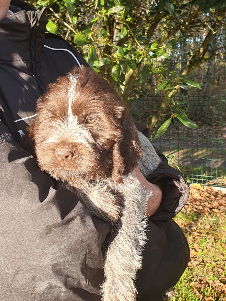 de la Bardelierre - Chiot disponible  - Griffon d'arrêt à poil dur Korthals