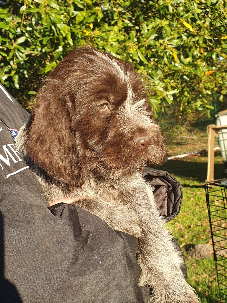 de la Bardelierre - Chiot disponible  - Griffon d'arrêt à poil dur Korthals