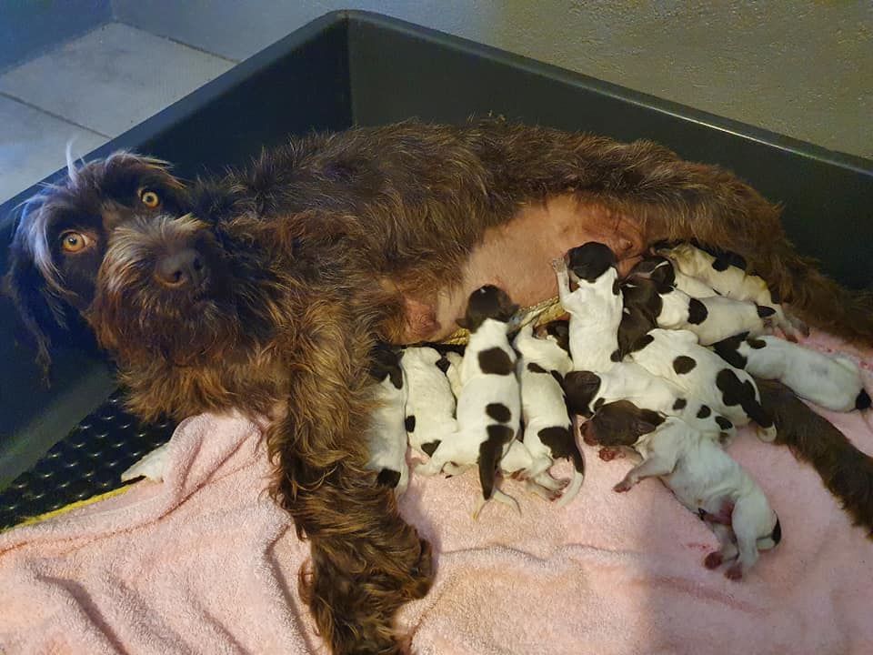 chiot Griffon d'arrêt à poil dur Korthals de la Bardelierre