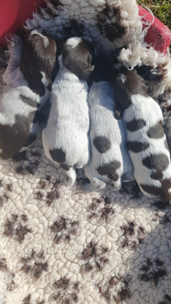 de la Bardelierre - Chiot disponible  - Griffon d'arrêt à poil dur Korthals