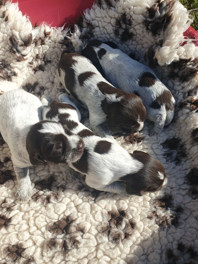 de la Bardelierre - Chiot disponible  - Griffon d'arrêt à poil dur Korthals