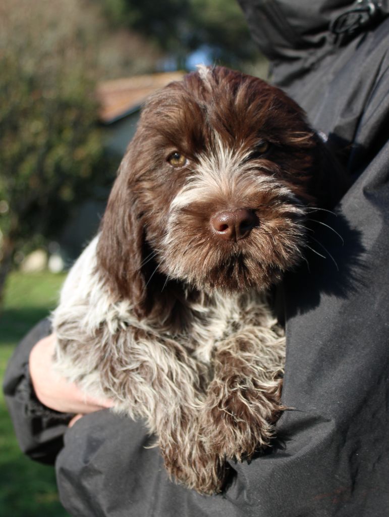 de la Bardelierre - Chiot disponible  - Griffon d'arrêt à poil dur Korthals