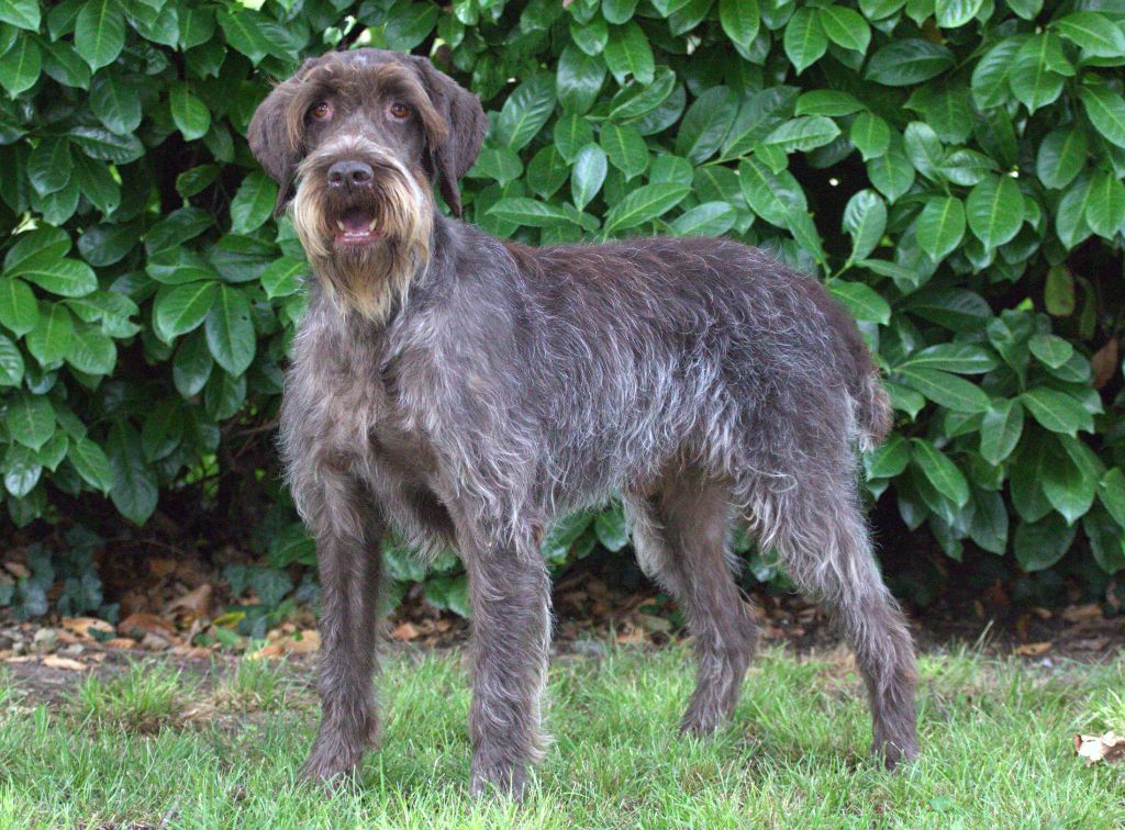 CH. Nox De la foret du braca