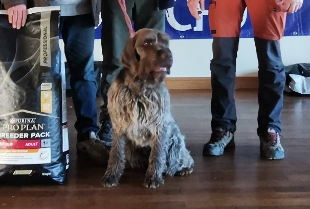 CH. Tiger-woods De La Barde Lierre