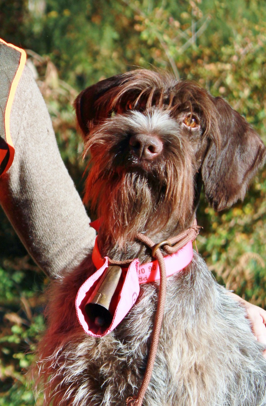 Chienne adulte 4 ans à Vendre Chasse et/ou repro