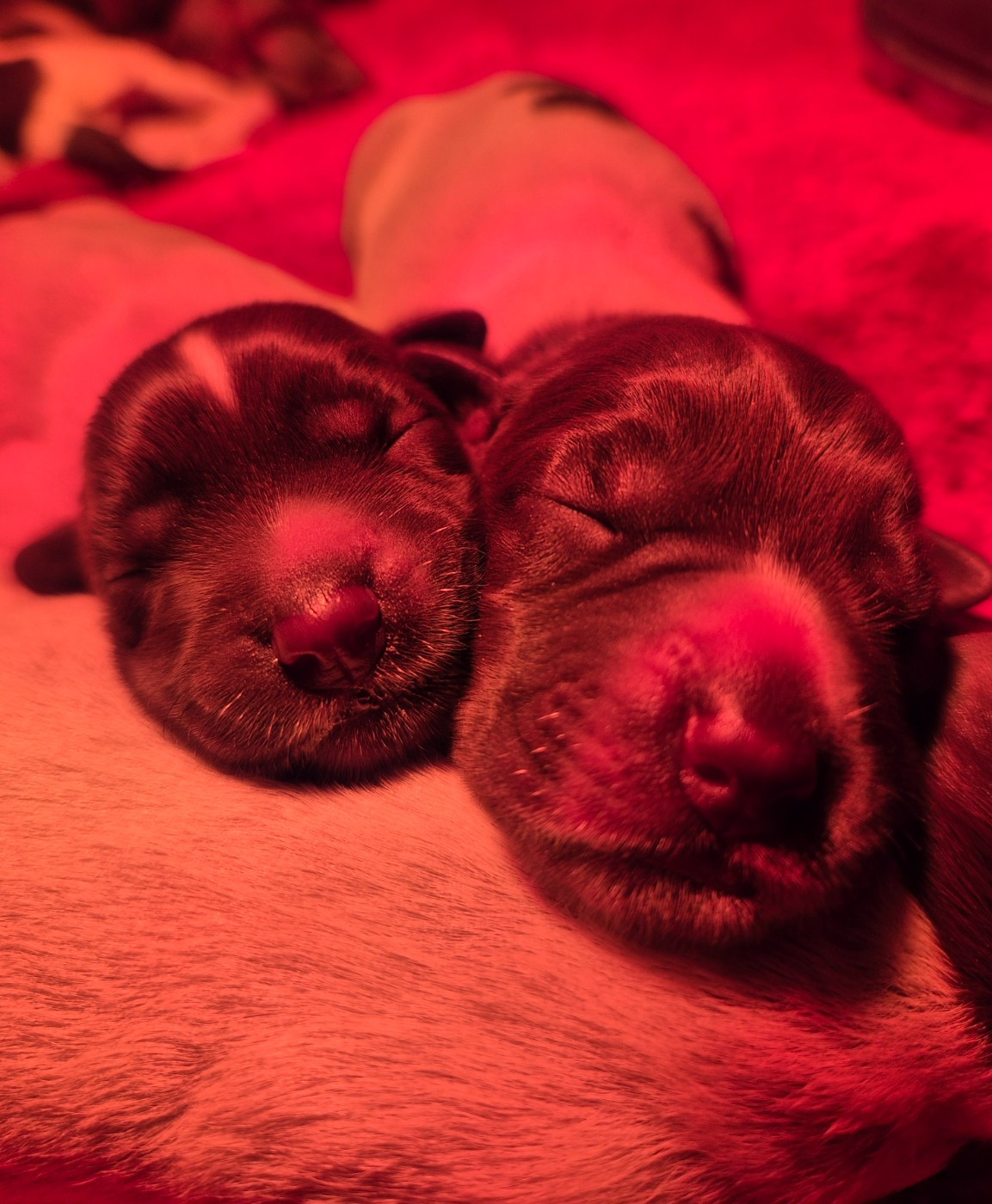 Chiots disponibles ...