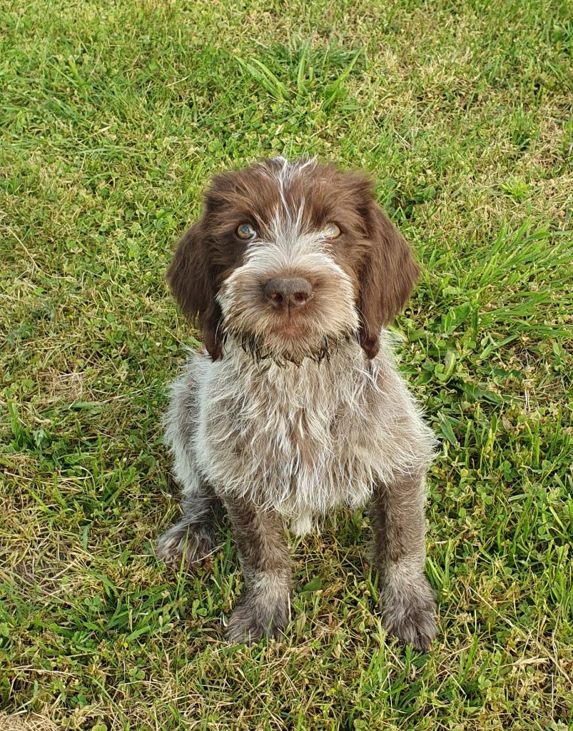 de la Bardelierre - Chiot femelle DISPONIBLE ??
