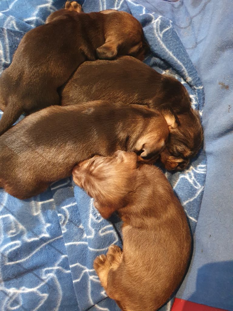 de la Bardelierre - Chiots disponibles - Teckel poil dur