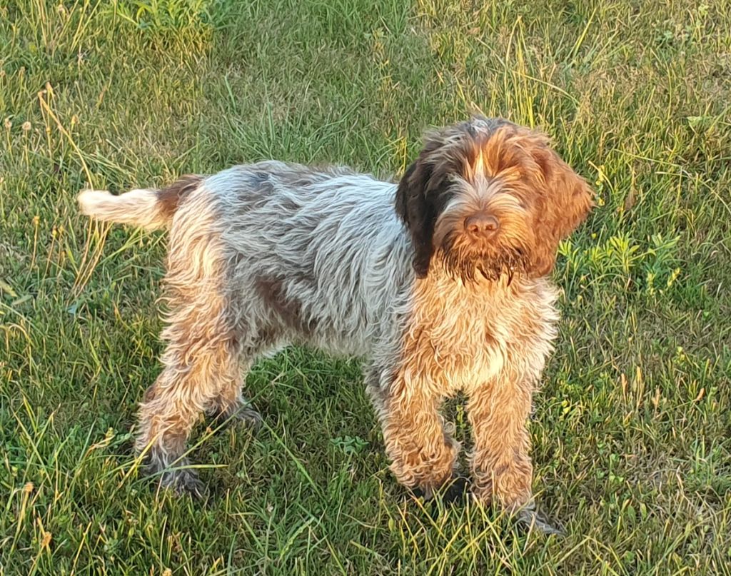 de la Bardelierre - Chiots disponibles - Griffon d'arrêt à poil dur Korthals