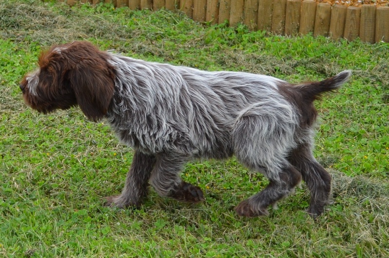 Chiot Griffon d'arrêt à poil dur Korthals de la Bardelierre