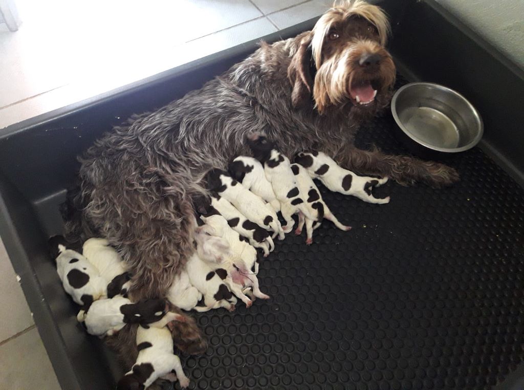 Chiot Griffon d'arrêt à poil dur Korthals de la Bardelierre