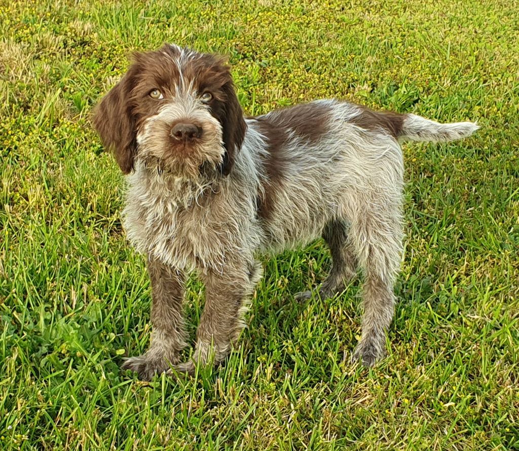 de la Bardelierre - Chiots disponibles - Griffon d'arrêt à poil dur Korthals