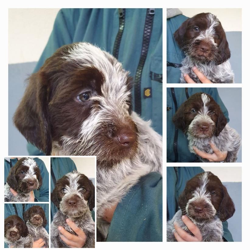 Chiot Griffon d'arrêt à poil dur Korthals de la Bardelierre