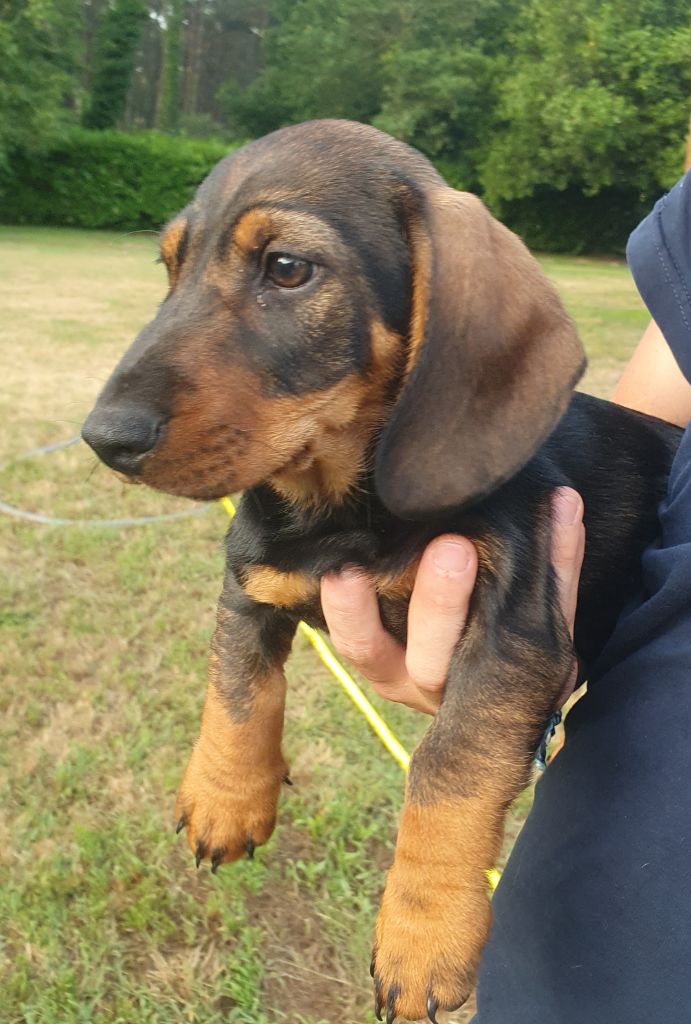 de la Bardelierre - Chiots disponibles - Teckel poil dur