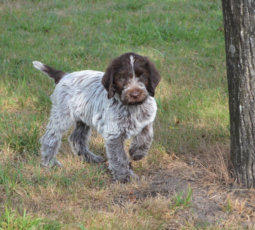 Chiot Griffon d'arrêt à poil dur Korthals de la Bardelierre