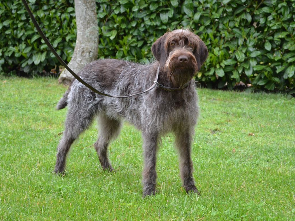 Chiot Griffon d'arrêt à poil dur Korthals de la Bardelierre