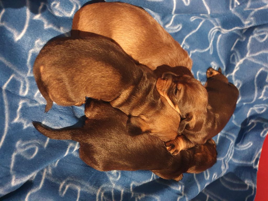 Chiot Teckel poil dur de la Bardelierre