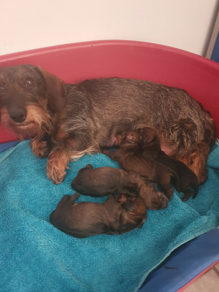Chiot Teckel poil dur de la Bardelierre