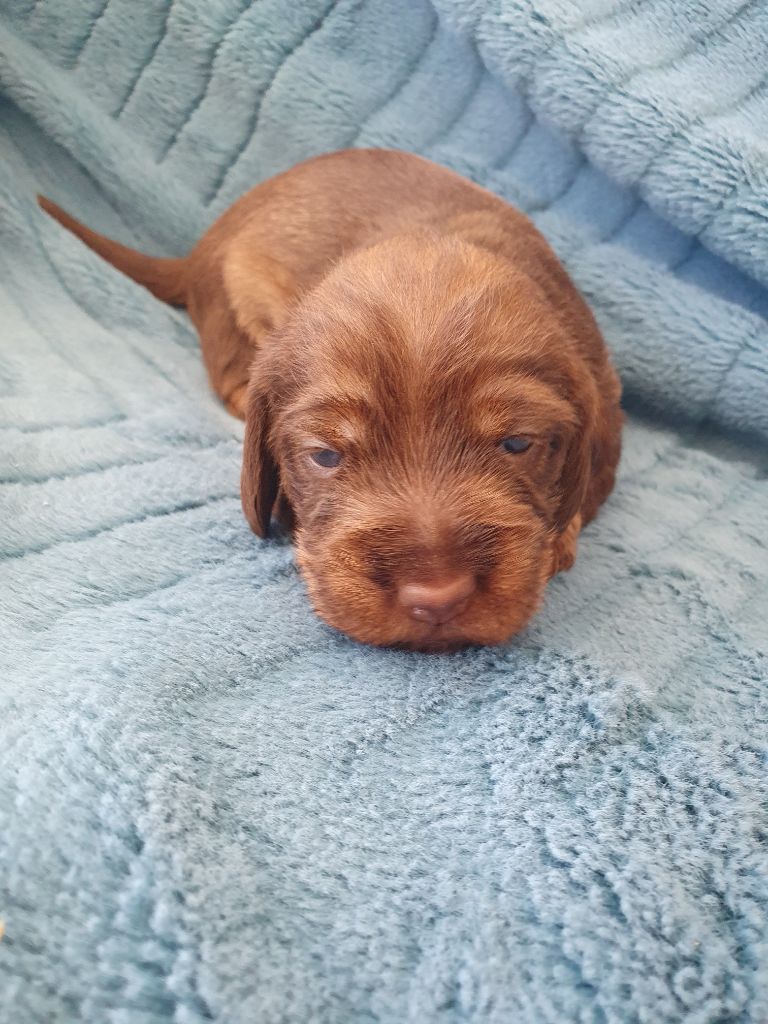 de la Bardelierre - Chiots disponibles - Teckel poil dur
