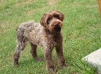 Jack-Sparrow  de la Barde Lierre