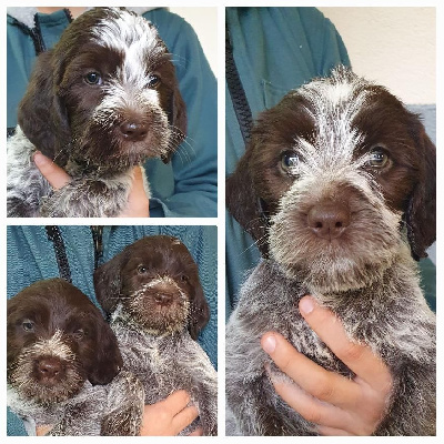 TAïgA  de la Barde Lierre