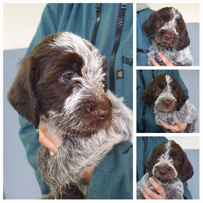 Titan de la Barde Lierre