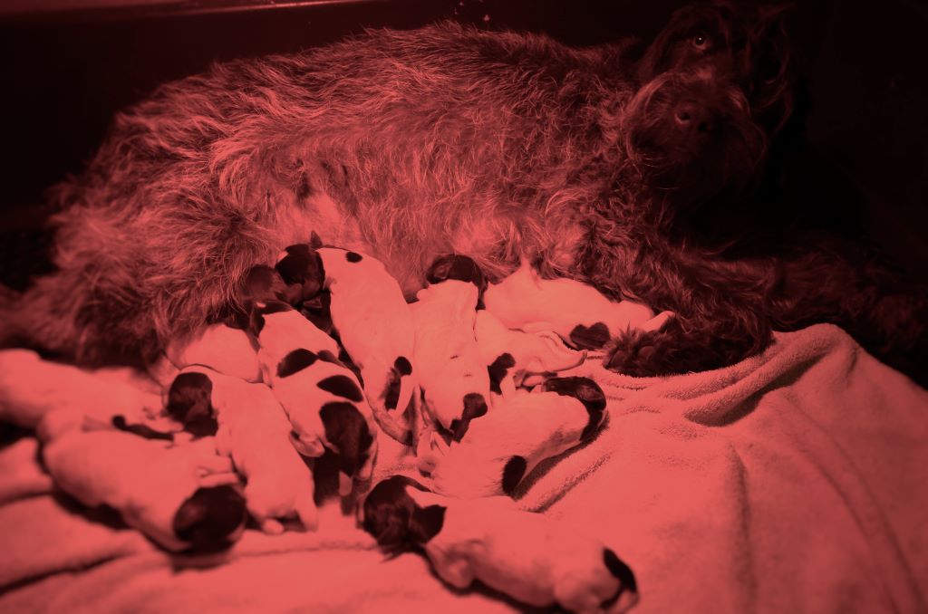 Chiot Griffon d'arrêt à poil dur Korthals de la Bardelierre