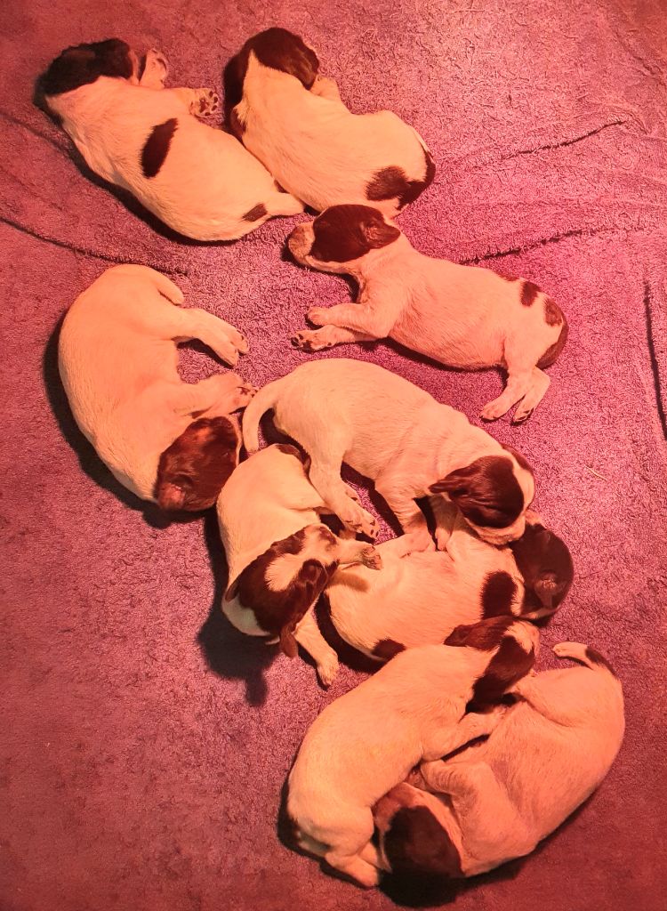 Chiot Griffon d'arrêt à poil dur Korthals de la Bardelierre