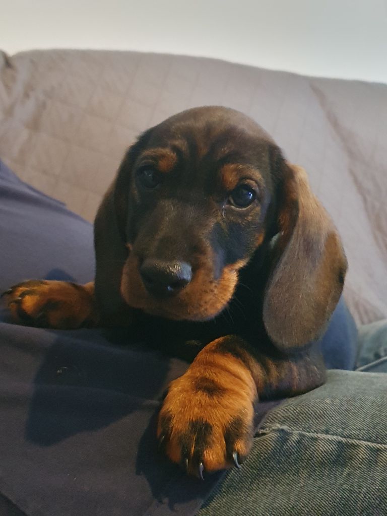de la Bardelierre - Chiots disponibles - Teckel poil dur