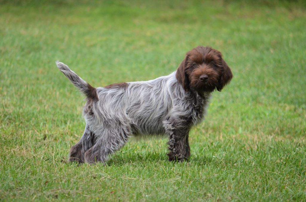 Chiot Griffon d'arrêt à poil dur Korthals de la Bardelierre