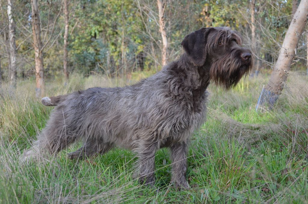 Chiot Griffon d'arrêt à poil dur Korthals de la Bardelierre