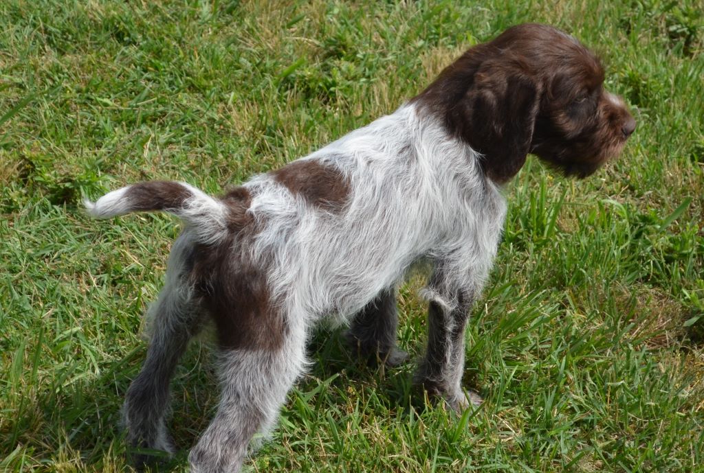 Chiot Griffon d'arrêt à poil dur Korthals de la Bardelierre